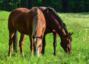 Cover photo for Present Use Value for Farm Property Tax Reduction